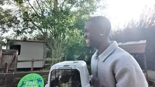 PICKING UP MY RABBITS WIFE! | HIS INITIAL REACTION | WHOLE ROOM RENOVATION & MORE!