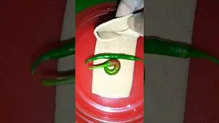 Panjabi fulka trending short 🎇 🪔 video#comedy #cooking #funny #recipe #ChulbulishortKitchen &hearts;️💛💝💕😘😘.