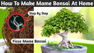 Mame Bonsai Making At Home