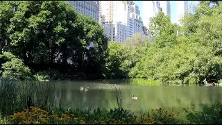 Summer in New York City With Nature