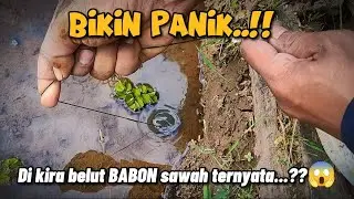 Bikin Panik..‼️ Dikira belut BABON sawah ternyata...?? Mancing Belut di Sawah