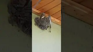 Spotted flycatcher