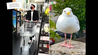I Went Shopping at M&S For My Pet Seagull!