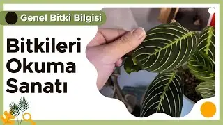 Bir Bitki Sana Bakımını Söyler mi? | Yaprak, Kök ve Ana Vatan Okuma