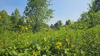 Rewilding Tour Part 3: Prairie Thicket with Edibles
