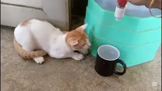 Funniest Videos 2026 cat lover funny cat videos cat shorts  #doreme_sweets_cat #shorts  @dojacat
