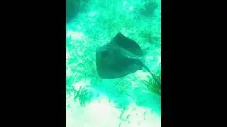 Southern Ray in coral reef area. #reef #fish #coralreef #Southernray #underwater