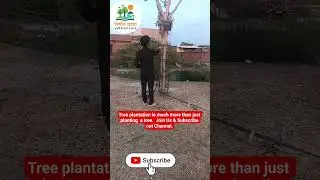 Nirmal Chhaya plantation #nationfirst #rockstars #gogreenproject #viral #dhurandhar #yshort #youtube