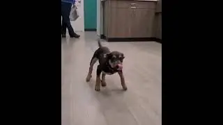 🤣THIS WILL MAKE YOU LAUGH 2022 | HAPPY DOG 🤭DOG SHAKING ITS BUTT | DOG DACNING VIDEO |#SHORTS