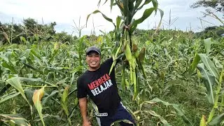 SUCCESSFUL CORN GARDENING EXPERIENCE IN KALIMANTAN