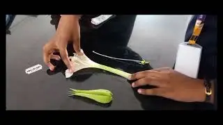 AVMHSS - STD 11 - FLOWER DISSECTION