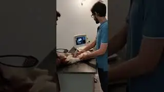 Pregnancy Diagnosis In Cat:| Ultrasonography In Cat:| Early Detection Of Pregnancy In Cat:|