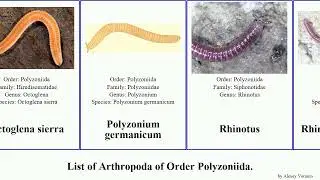 List of Arthropoda of Order Polyzoniida. sierra persephone purpureus Octoglena Rhinotus Large Nico