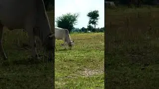 Cows in the countryside. #cowes #reels #shorts #subscribe #funny #love #lifestyle #funnyanimals #168