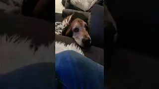 &ldquo;Watch as Ben the Basset Hound turns on the charm in this adorable new reel! #bassethound #cutedogs