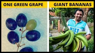 The Most Lucky People Who won Food Lottery - Happye Vines r/MildlyInteresting