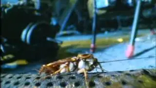 cockroach and  robot