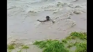Dangerous High flood in Chenab River Today ||  Head Marala Sialkot news update