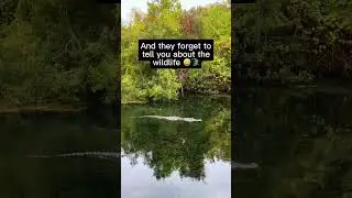 POV: Your friends invite you to go paddle boarding in Florida 😅🐊 #florida #wildlife #alligator