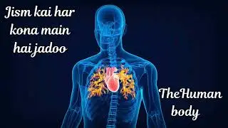 Name : Aqsa Marketing Wali      Song :- The Human Body: A Marvel of Creation