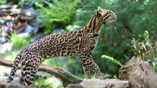 Ocelot Wild Cat: The Elusive Predator of the Americas
