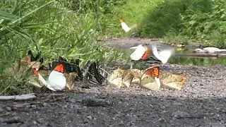 Swarm of Butterflies. Ultapani Assam.