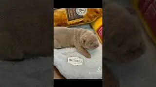 English Bulldogs Puppies