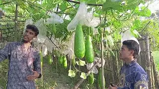 লাউ আকারে ছোট থেকে বড় করার উপায়। 
