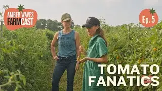 EP 05 Why We Grow 50 Types of Tomatoes