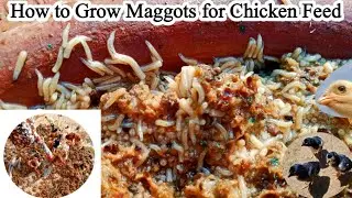 How to Reduce the Cost of Feeding to Chicken Food | Maggots for Chickens