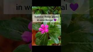 summer flower plants in west bengal 😍😍 #shorts #beautifulflowers #flowers