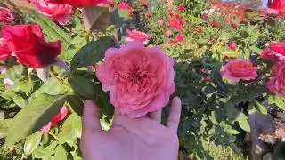 Macushla/ Uptown Girl Rose  