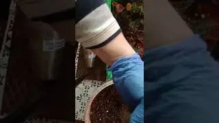 Цветочные будни🌱🌱🌿