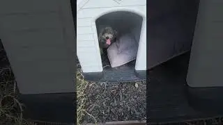 Watch Review of Insulated Kennel Durable Plastic Dog House