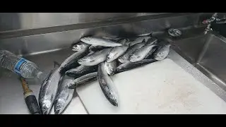 Detroit Lake Kokanee 7 1 2025 Pt1