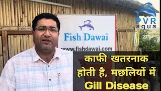 Gill Disease बीमारी का इलाज ? । Bacterial Gill Disease । #FishFarming