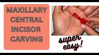 Maxillary Central Incisor Carving