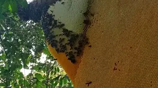 365 days of survival in the forest for honey. Huge beehive_ Asian Wild Bee