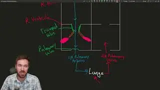 The Heart's Journey: Mapping Blood Flow from Lungs to Body
