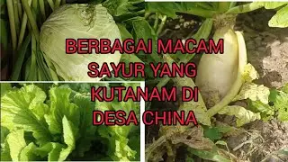 MELIHAT BERBAGAI MACAM TANAMAN SAYUR KU DI DESA CHINA
