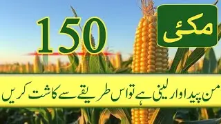 Corn Cultivation Method for High Yield | Complete Guide to Get Maximum Maize Production