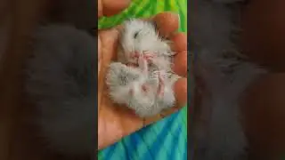 👍👍Baby hamster lying on my hand and tickling 倉鼠躺在我手上搔癢 #shorts #hamster #ハムスター #倉鼠 #хомяк #cute