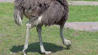 The African ostrich @NatGeo @oasissafariandtours 