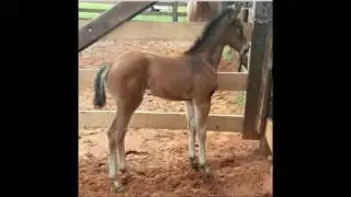 Produtos Smarv Again Too - Haras V8