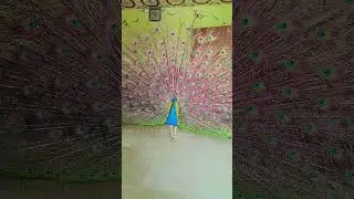 #beautiful #birds #video