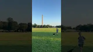 #Dog running by Washington Monument in Washington DC. #puppylove #washingtondc