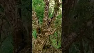 SNAKE climbing tree in JAPAN.  Tsurumidake mountain.