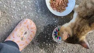 おたまこ21793😘小玉💞まだ美味しい🍚が😂