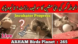 Live: ALHAMDULILAH 100% Result, Homemade Incubator for Egg Hatching, In Urdu By |Arham|., Video. 265