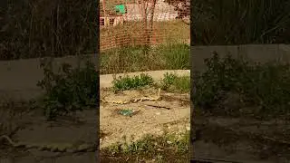 Snake Dancing | Snake love in the Crimea | сошлись змеиные сердца